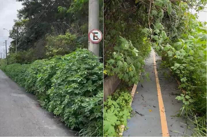 Matagal toma conta de pista de caminhada no Residencial Palermo