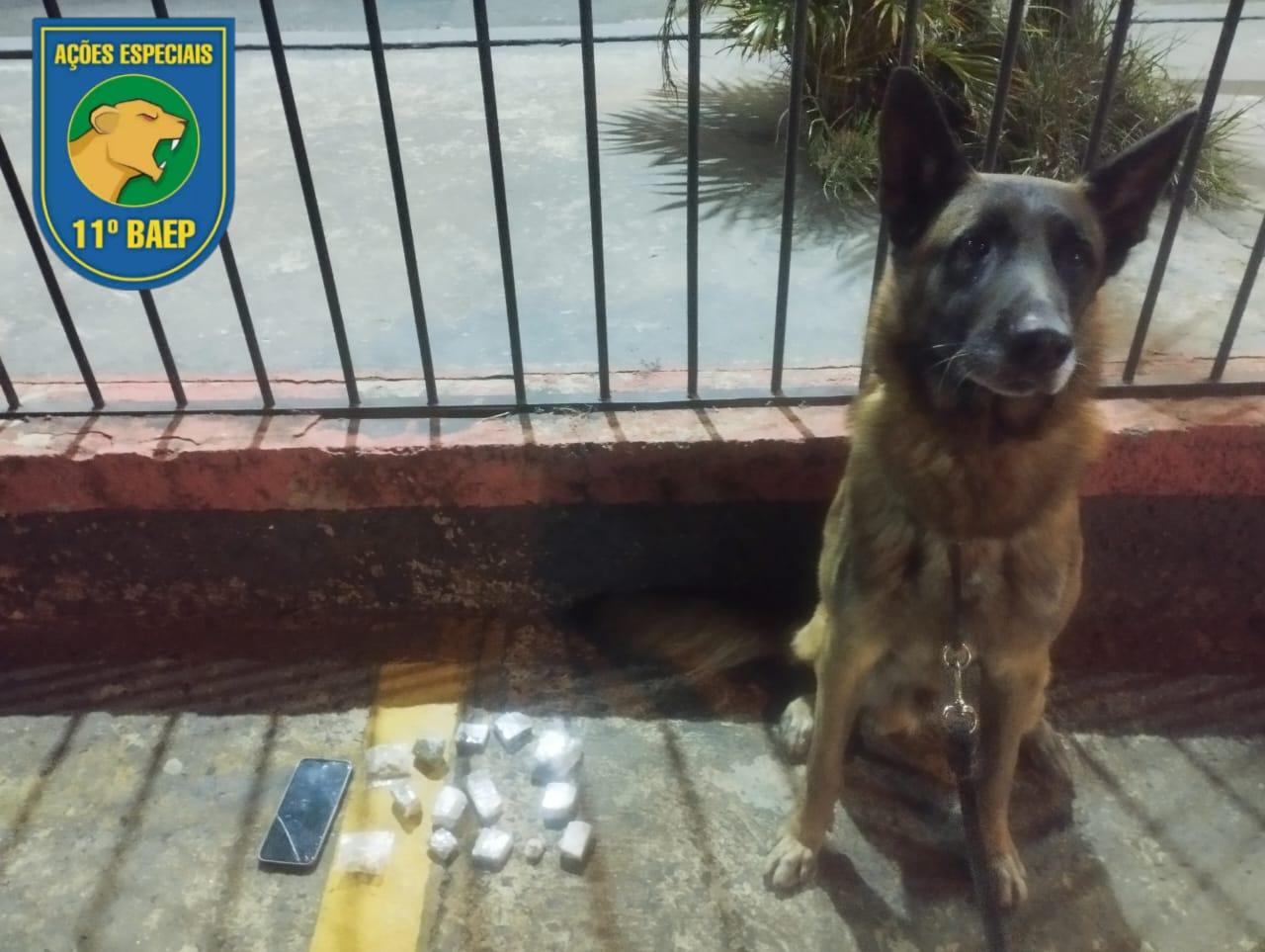 Cão Iron e policiais do Baep apreendem traficante no Jardim Brasilândia