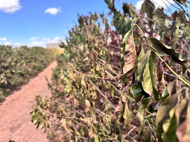 Falta de chuvas ameaça a produção de café na Alta Mogiana
