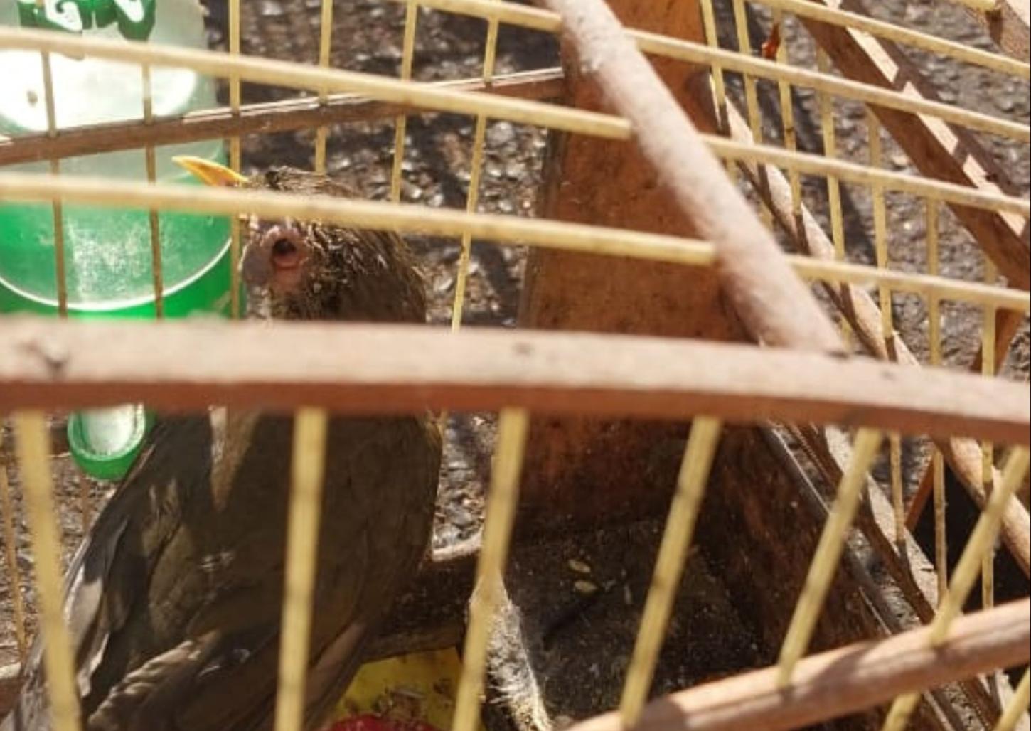 Polícia Ambiental resgata aves em cativeiro vítimas de maus-tratos