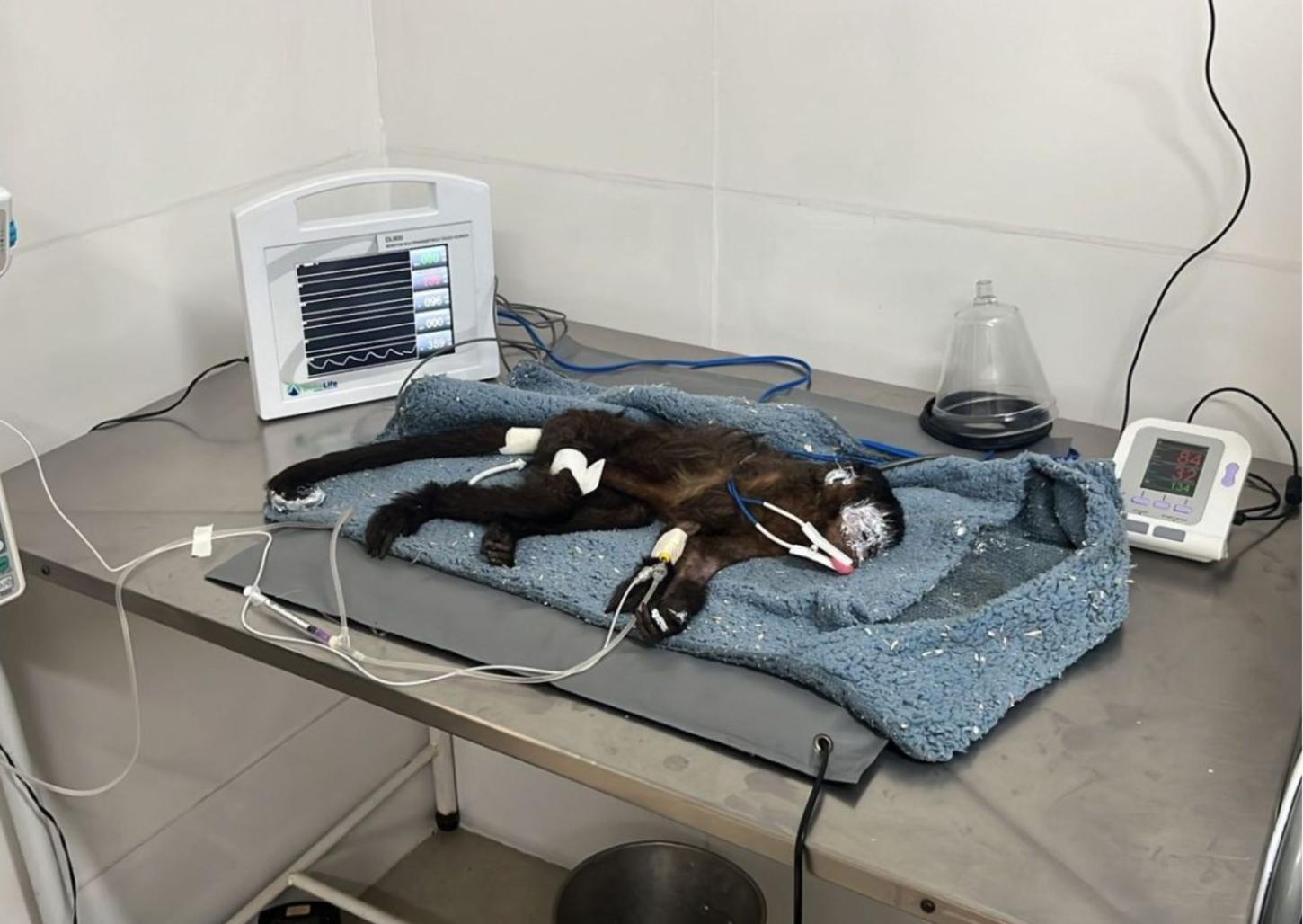 17 animais vítimas de incêndios florestais são resgatados na região