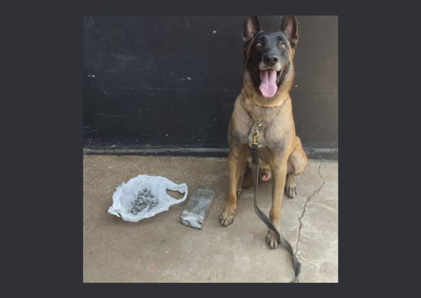 Cão Dexter do BAEP localiza tijolo de maconha na 