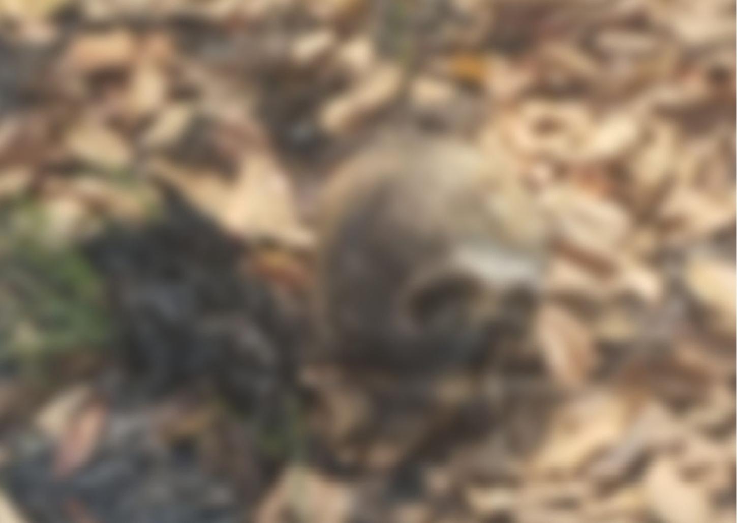 Crânio é encontrado em área de mata no Distrito Industrial
