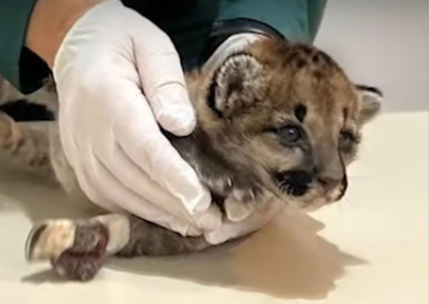 Filhote de onça-parda é resgatado de incêndio florestal na região de Franca