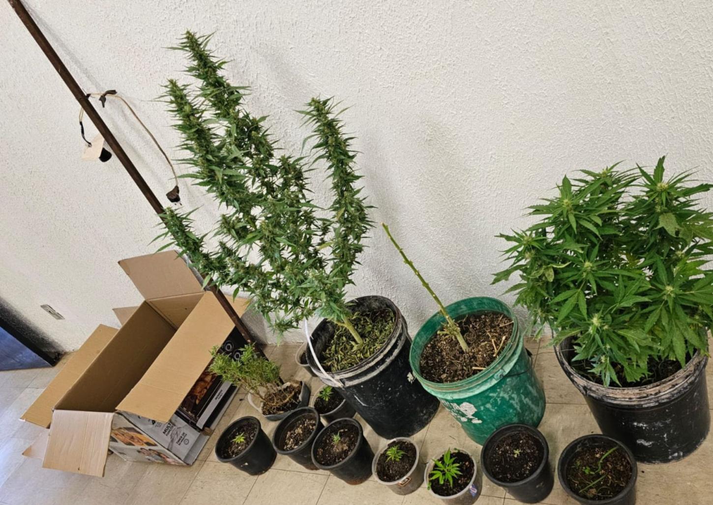 PM encontra plantação de maconha  em casa de assassino no Aeroporto