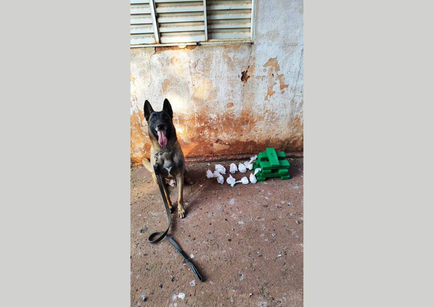 Policiais e cão do BAEP encontram drogas enterradas em tambor durante operação