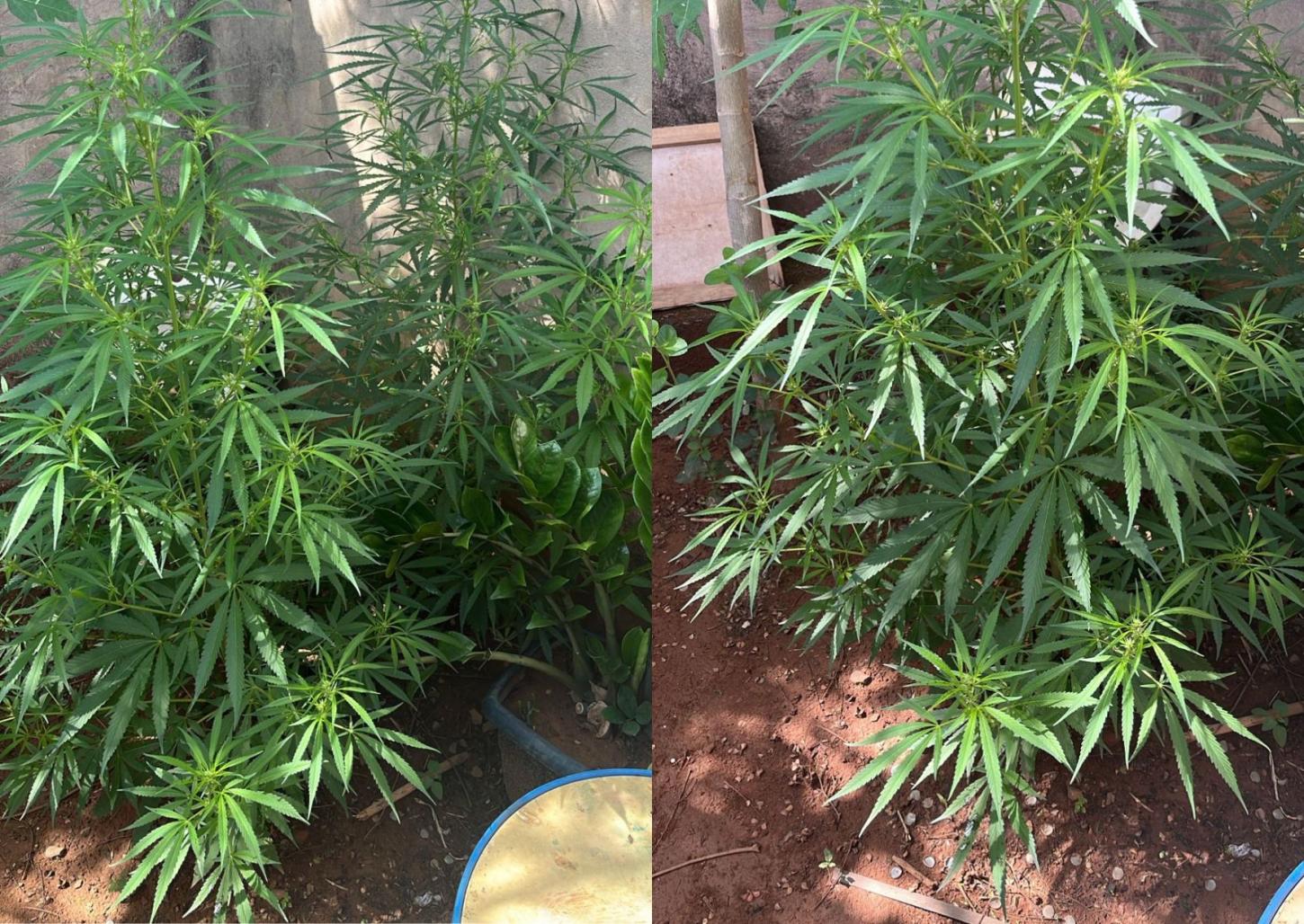 Plantação de maconha é encontrada em residência de Cristais Paulista