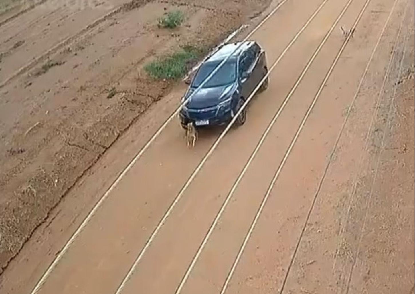 Polícia procura motorista que atropelou e matou cachorro