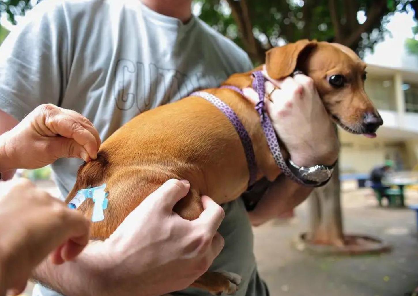 Cães e gatos podem ser vacinados contra a raiva gratuitamente