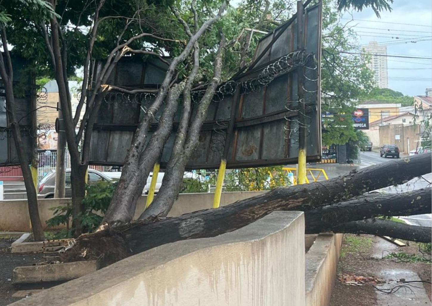 Árvore de grande porte cai, atinge outdoor e interditada avenida