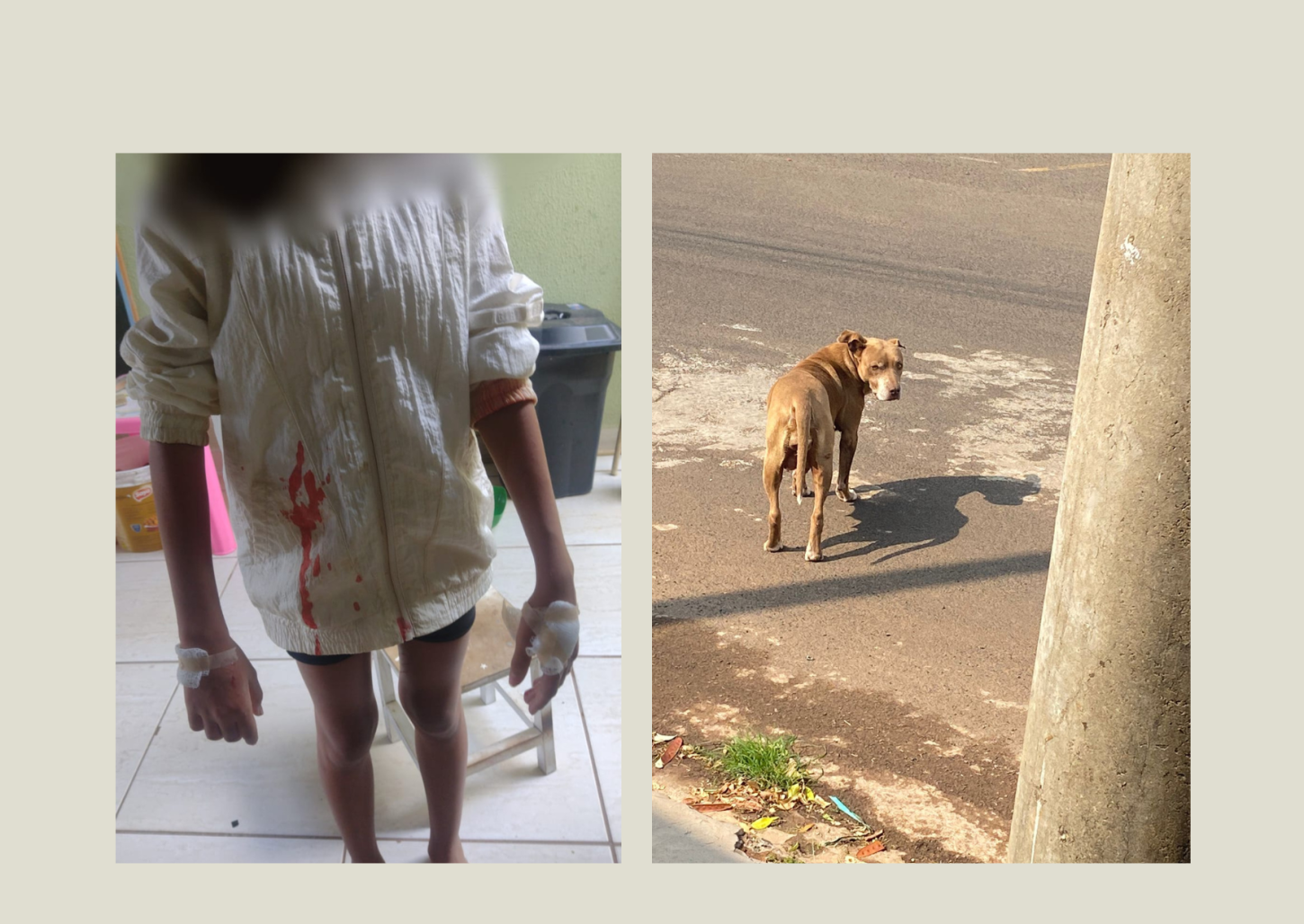 Moradores do Polo Clube reclamam de ataques de cães