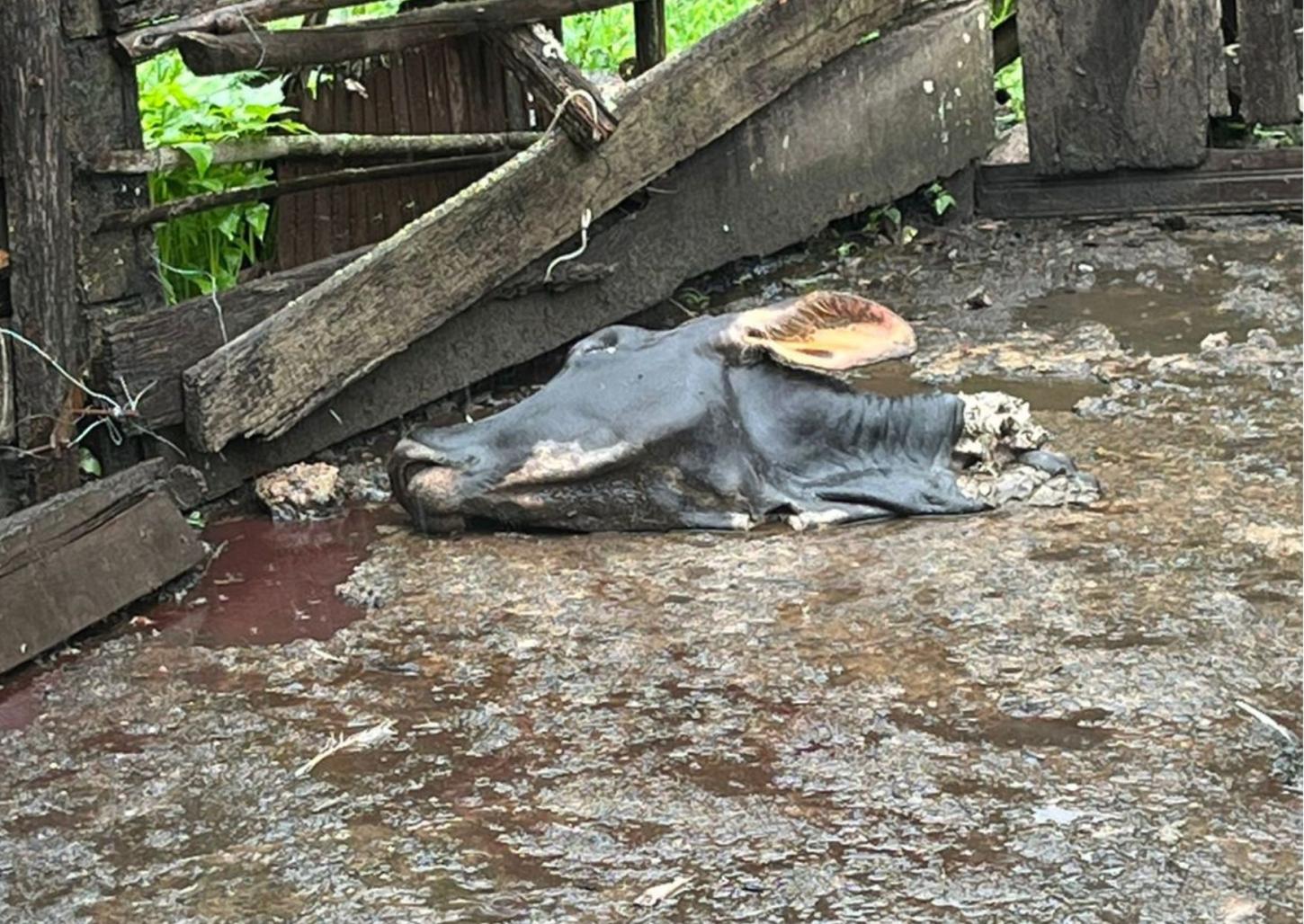 Homem encontra vizinha carbonizada e animais mortos em Cristais Paulista