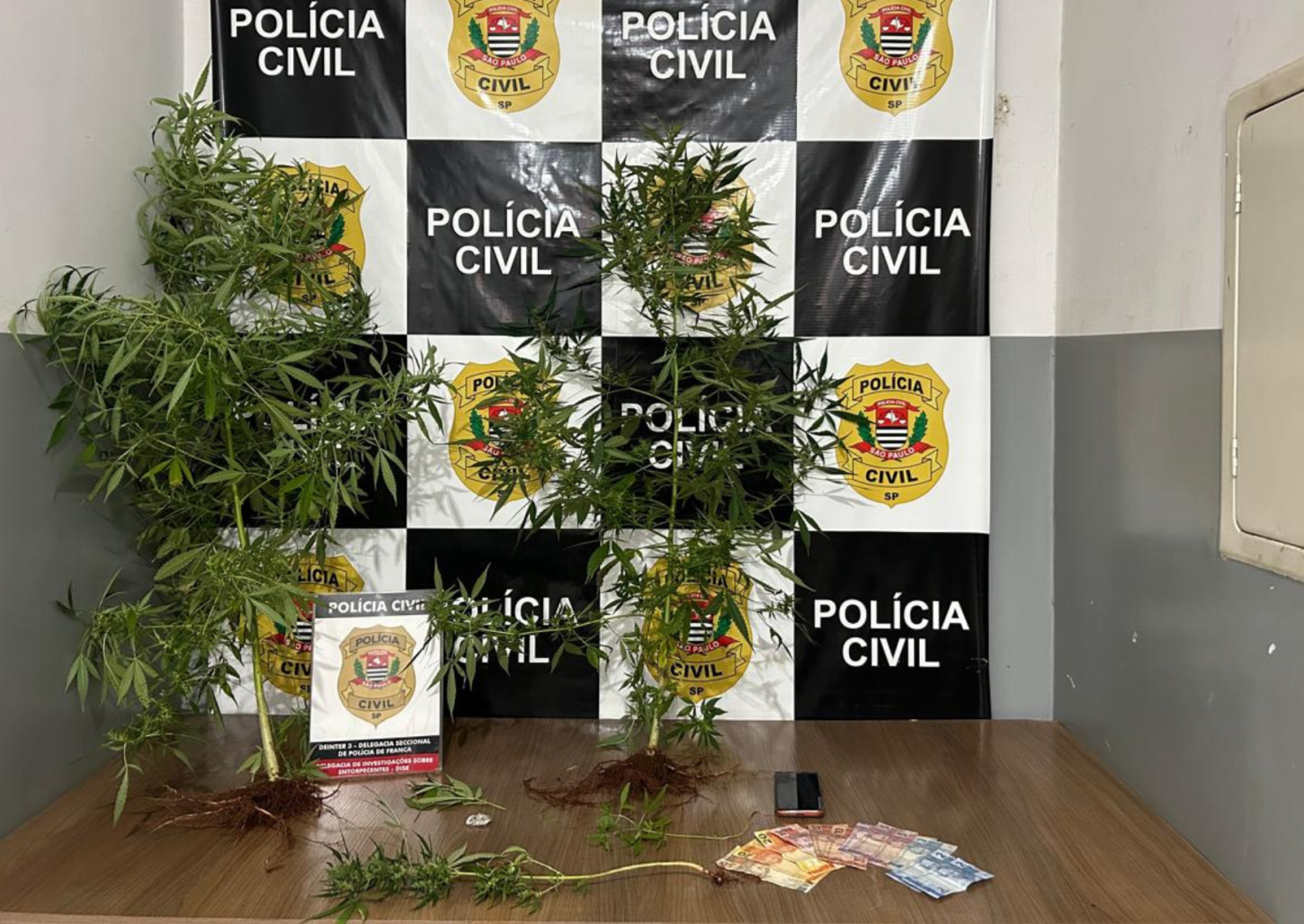 Mulher que mantinha plantação de maconha no quintal de casa é presa