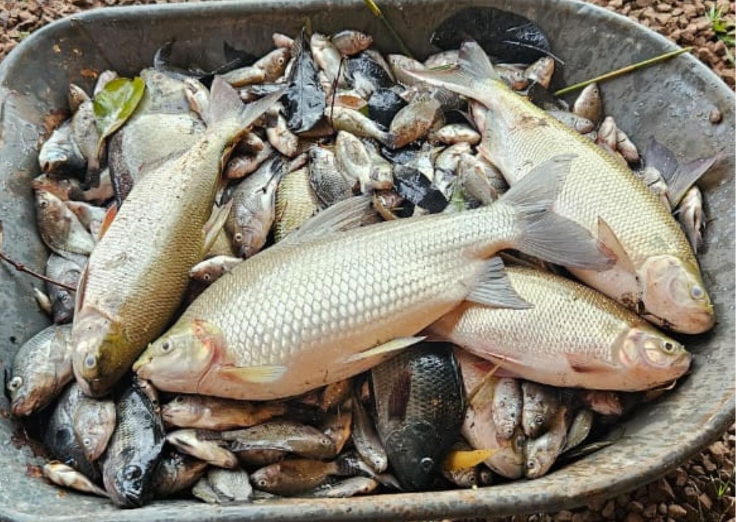 Contaminação em córrego causa morte de peixes entre o Distrito Industrial e Dermínio