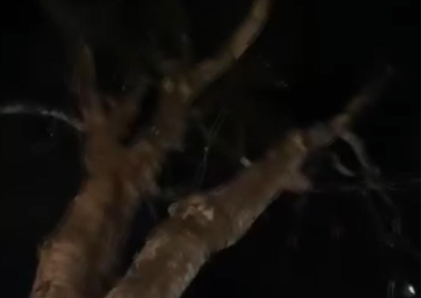 Falha na iluminação de Natal avaliada em R$1 milhão deixa munícipe revoltado