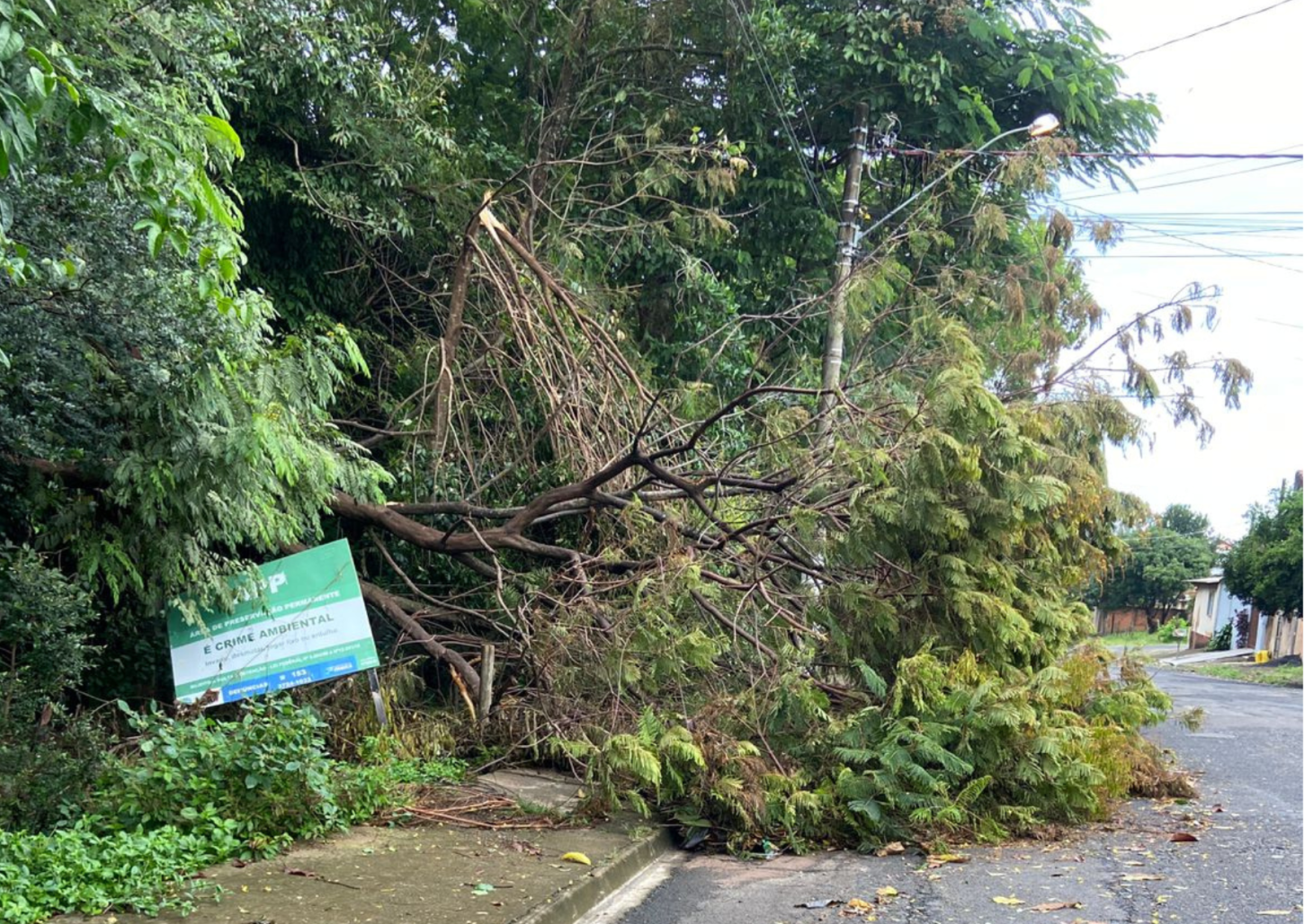 Árvore caída na rua há uma semana prejudica trânsito no City Petrópolis