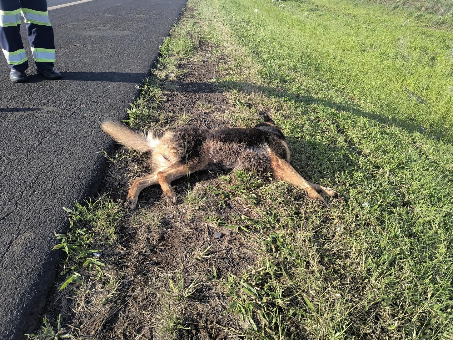 Atropelamento na Portinari deixa duas pessoas feridas; cachorro morreu