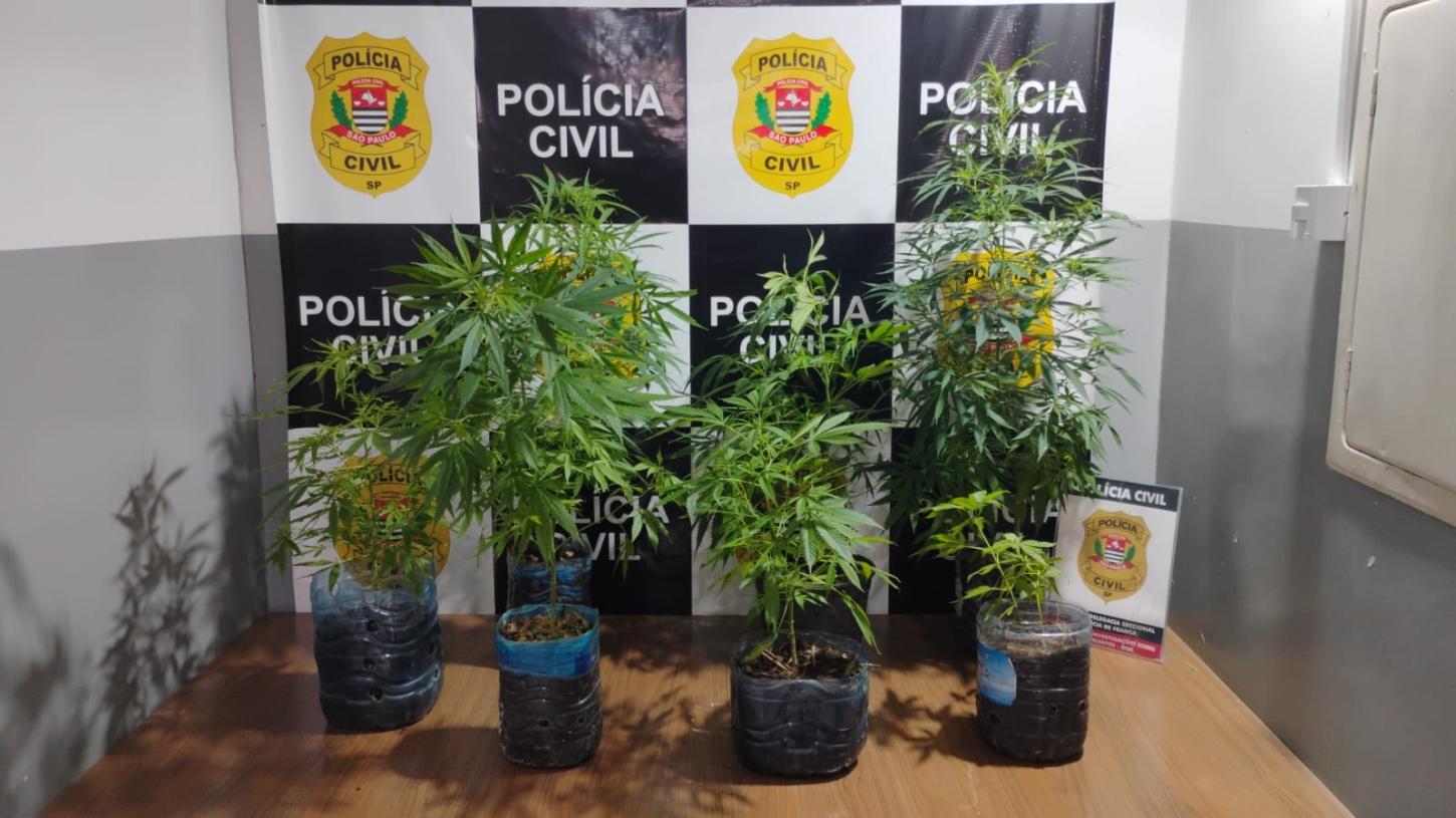 DISE prende homem que cultivava pés de maconha no Parque Progresso