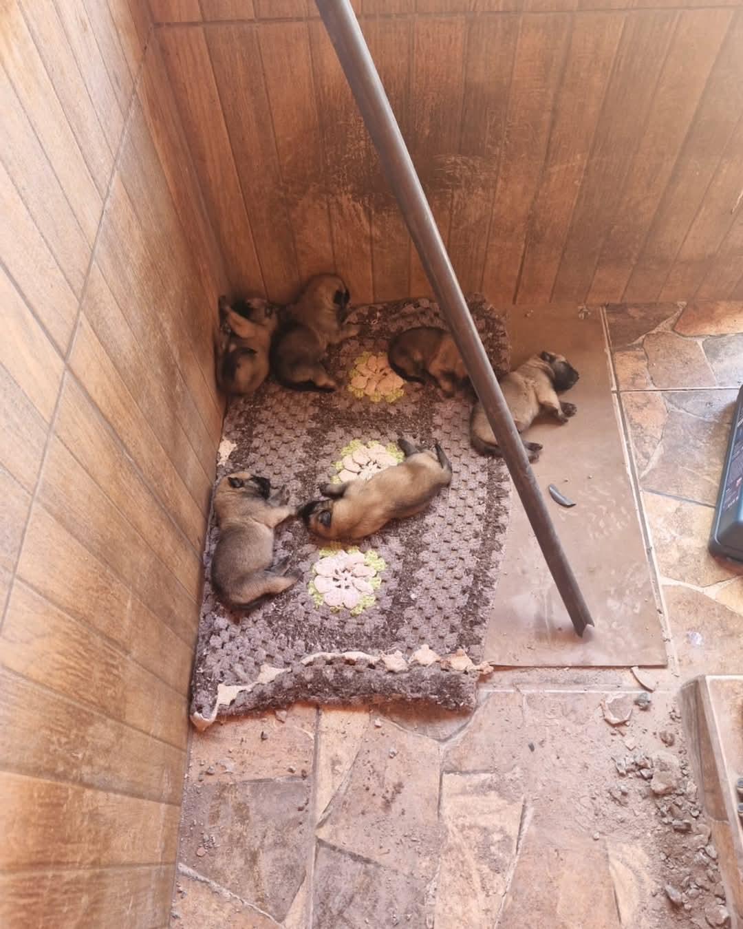 Bombeiros resgatam filhotes de cachorro em tubulação