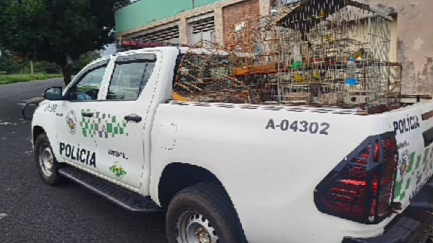 PM Ambiental liberta 25 aves silvestres mantidas em cativeiro no Jardim Luiza II