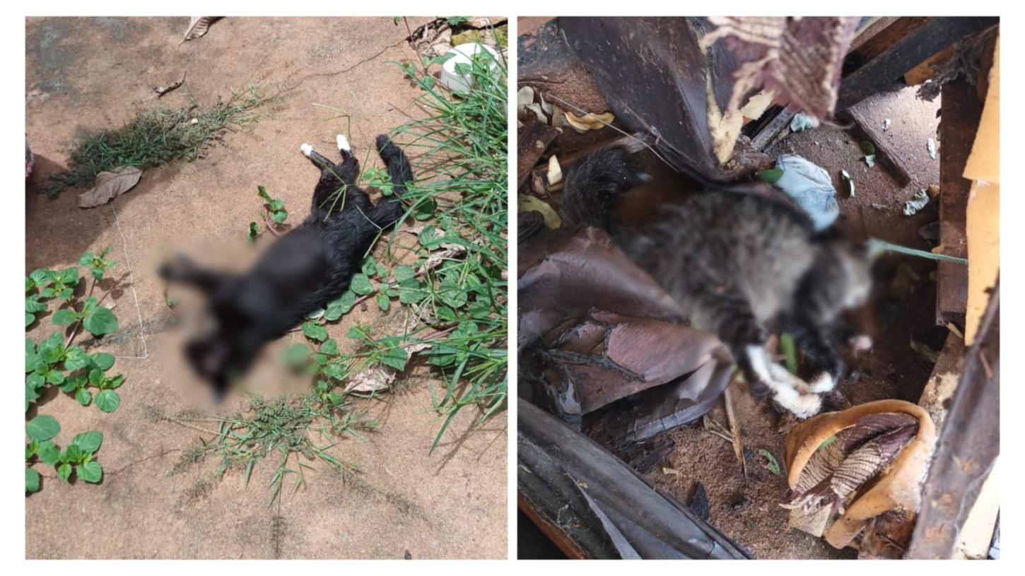Polícia investiga morte de 30 gatos por envenenamento