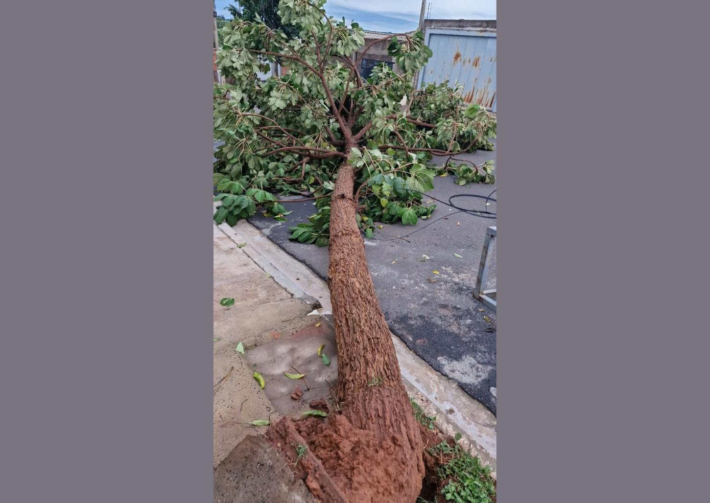 Temporal derruba mais de 10 árvores no Pacaembu