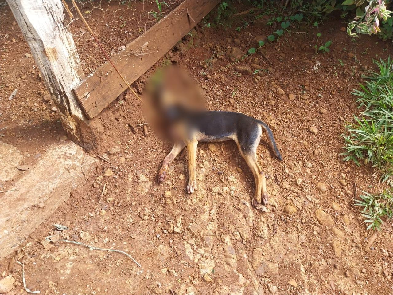 Homem mata cachorro com canivete e é preso pela PM em São José da Bela Vista