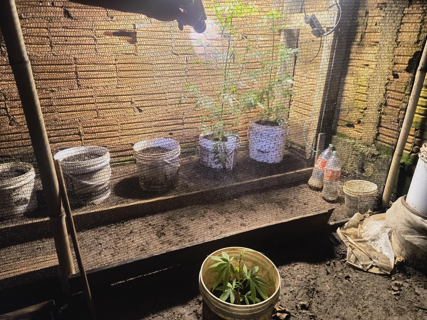 Força Tática localiza estufa para cultivo de maconha no Elimar