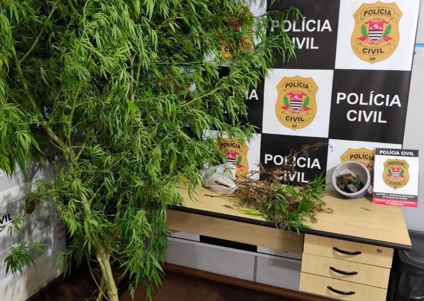 Traficante é preso com plantação de maconha em Pedregulho