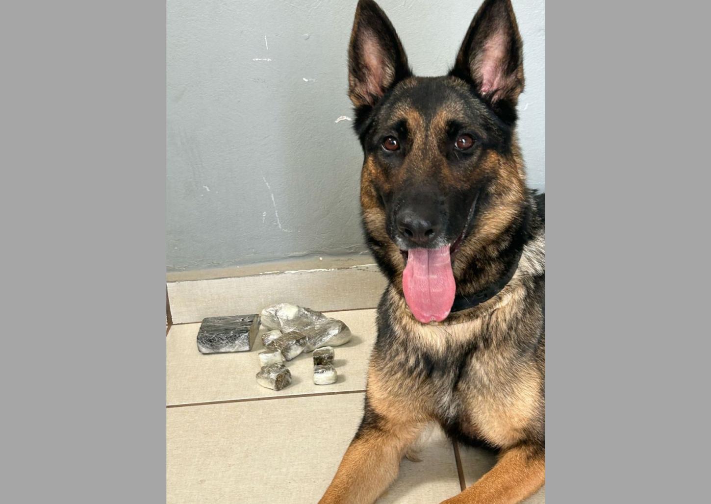 Cadela e policiais do BAEP localizam drogas na Vila São Sebastião