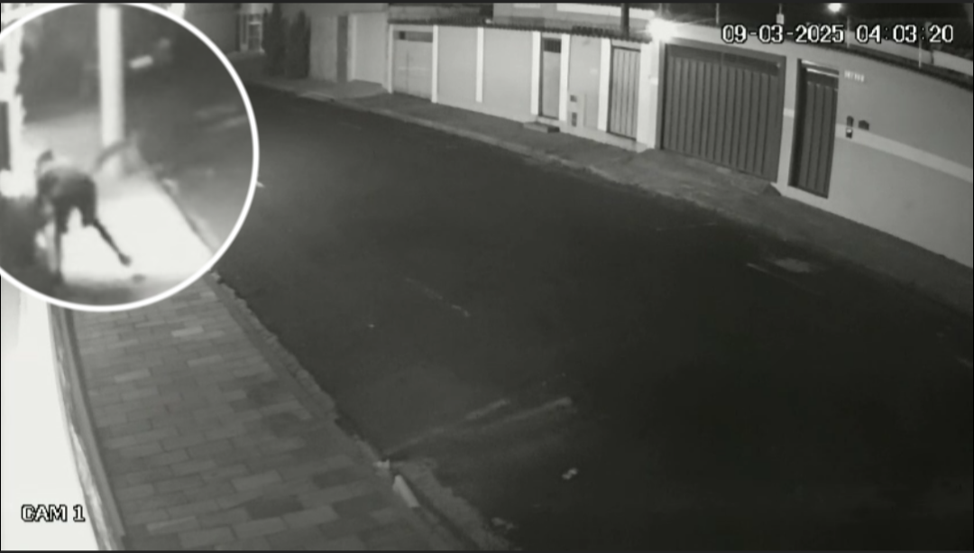 Câmera flagra homem furtando planta na Vila Santos Dumont