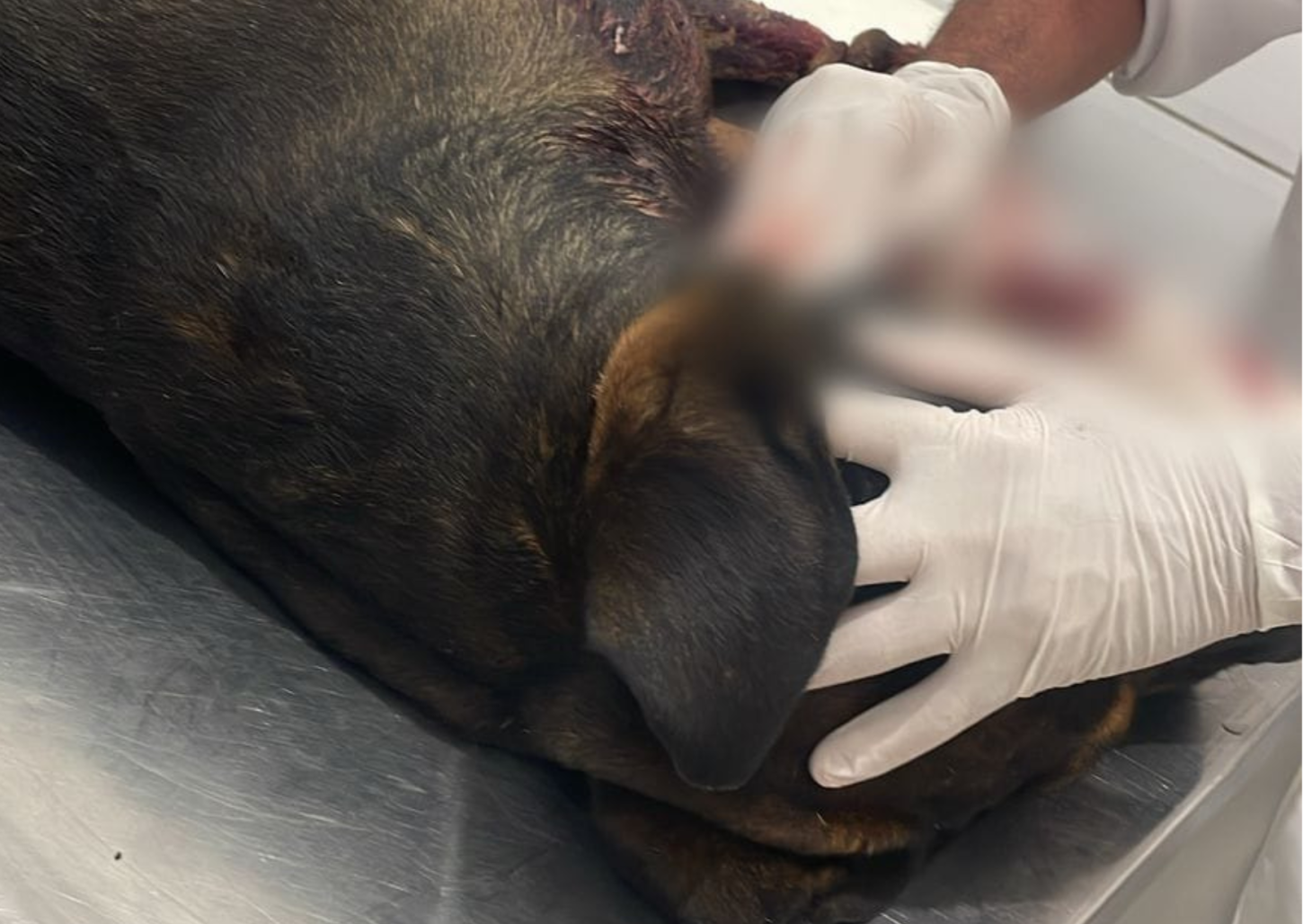 Cão comunitário morre ao ser esfaqueado no Jardim Luiza II