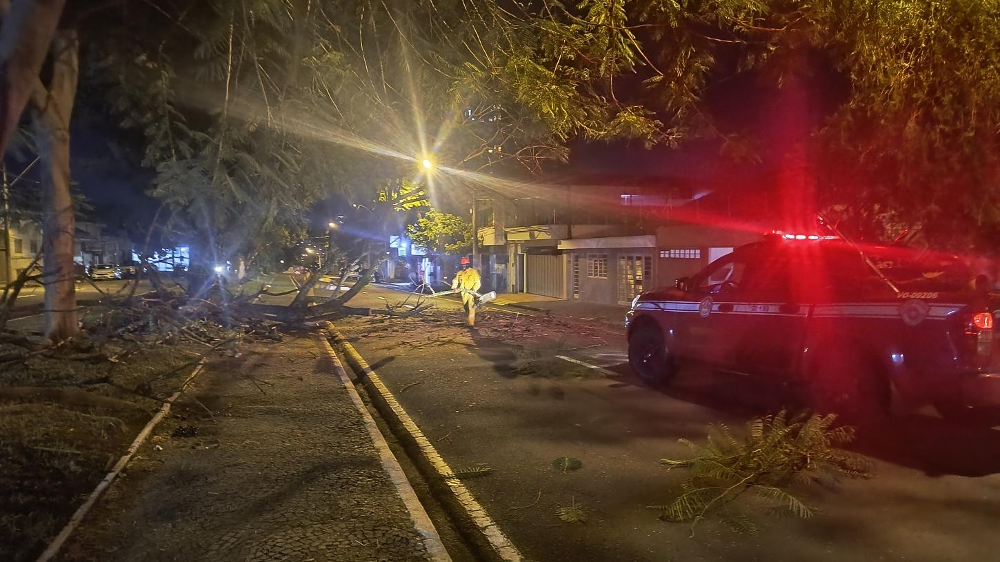 Árvore desaba e interdita avenida Rio Branco no Jardim Francano