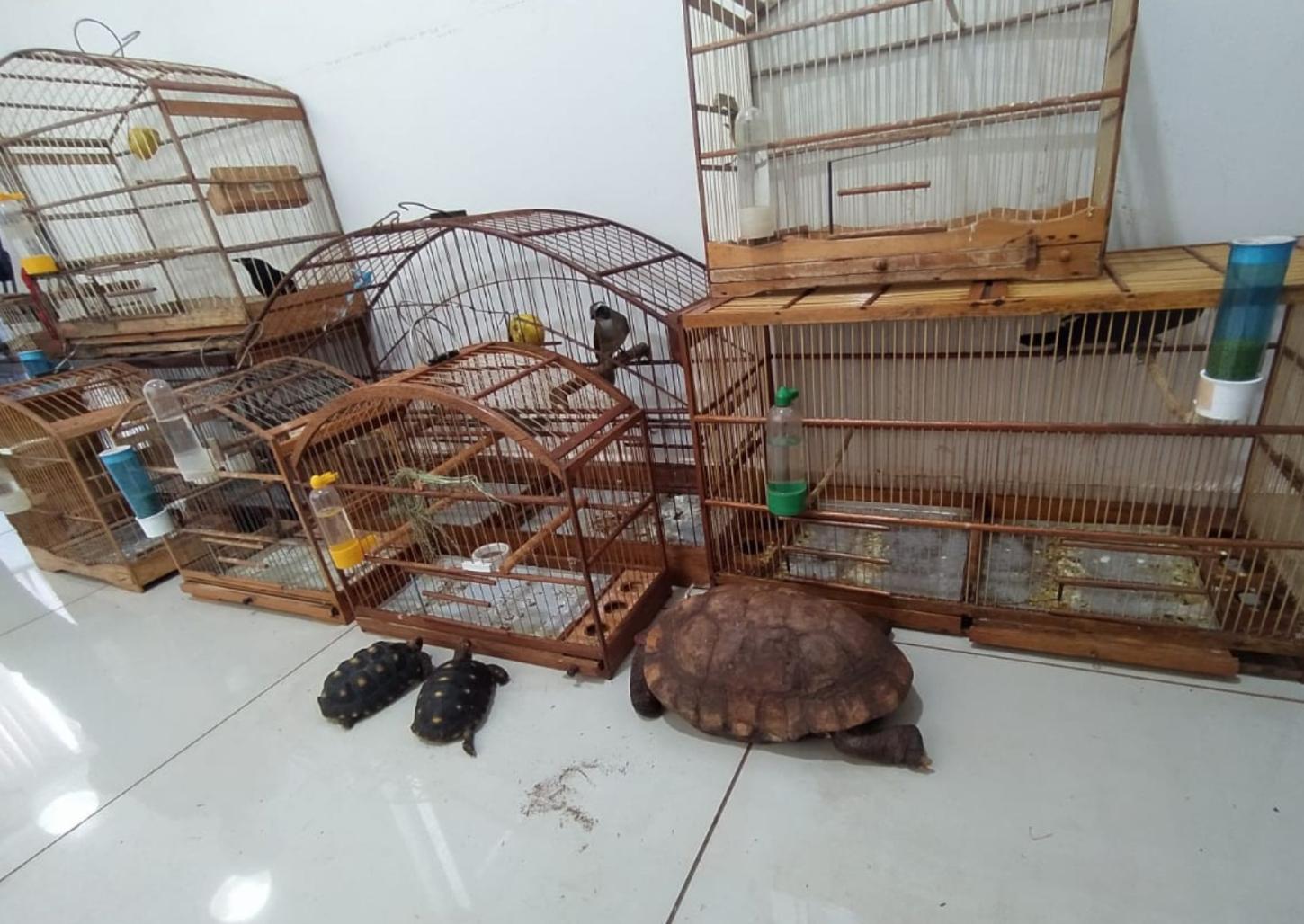 PM prende traficantes que mantinham aves silvestres em cativeiro