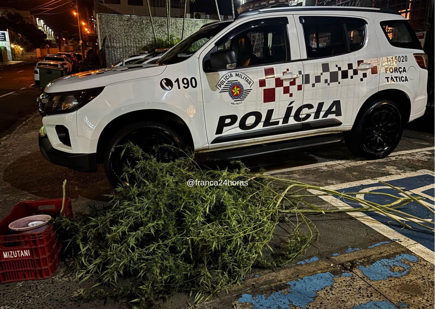 Força Tática localiza plantação de maconha no Jardim Dermínio