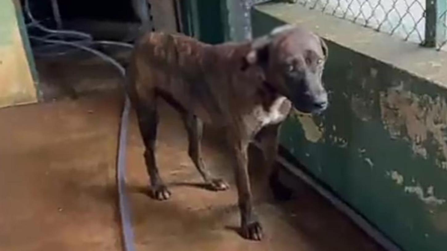 Cachorra é agredida a pauladas em Ipuã; tutor é detido pela polícia