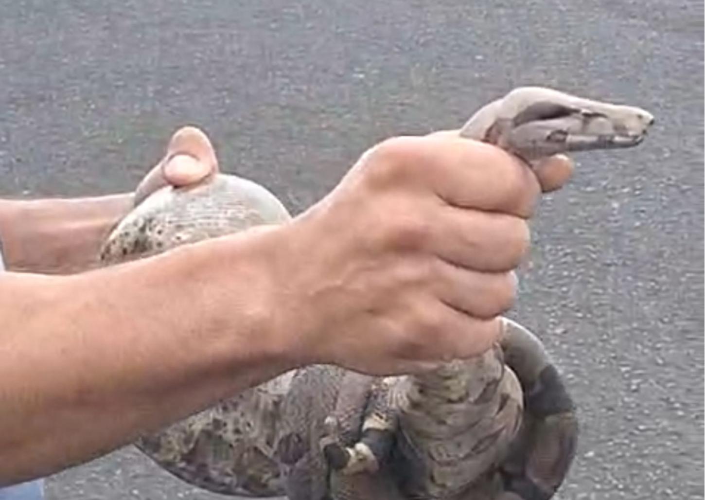 Cobra é capturada na avenida Jaime Tellini; assista