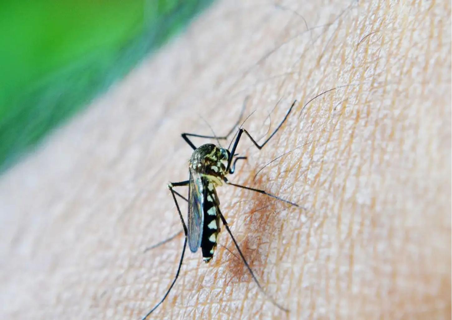 Franca registra 904 casos de dengue e sete óbitos sob investigação