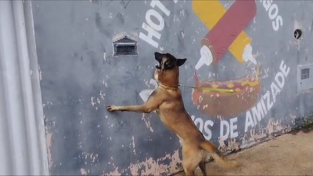 Cão dexter do Baep localiza drogas em caixa de correio no Aeroporto III