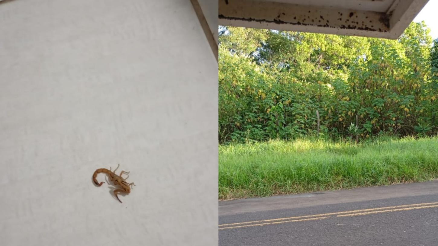 Moradores reclamam de mato alto e animais peçonhentos no Petrópolis