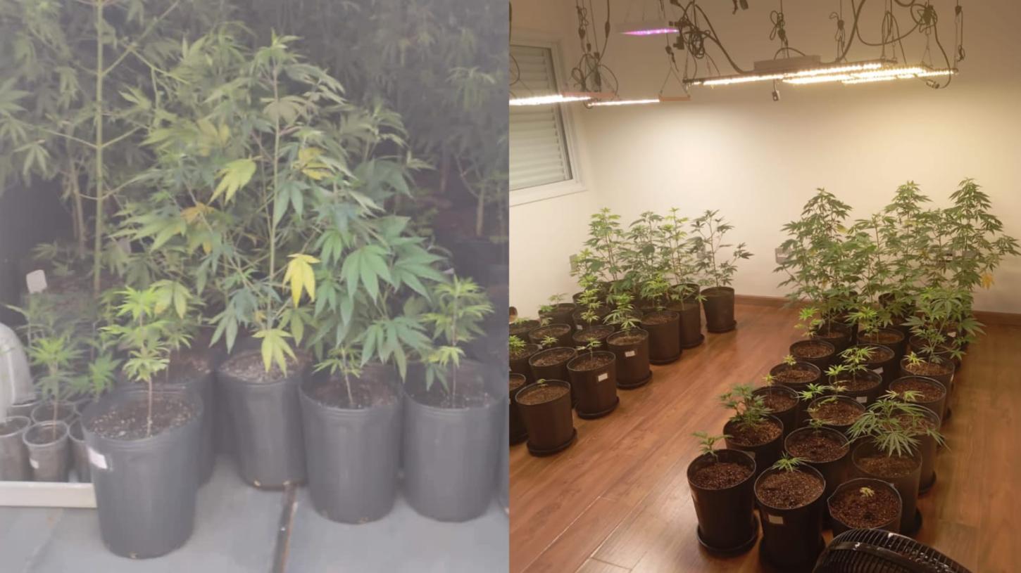 DISE prende traficantes e apreende plantação de maconha