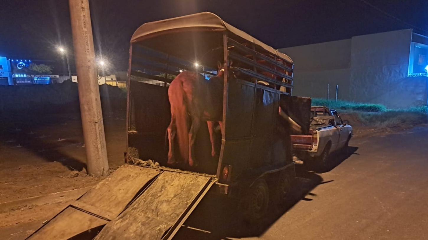 Bandidos furtam fios de obra e abandonam carroça e cavalo