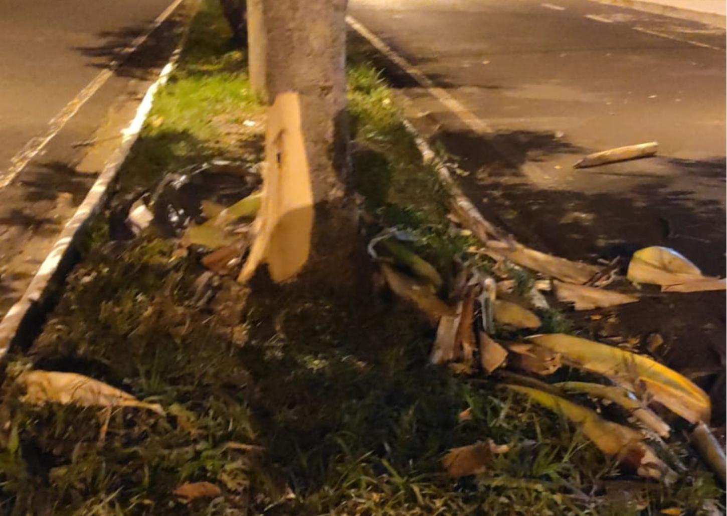 Homem bate BMW em árvore na avenida Arminda Nogueira na Vila Industrial