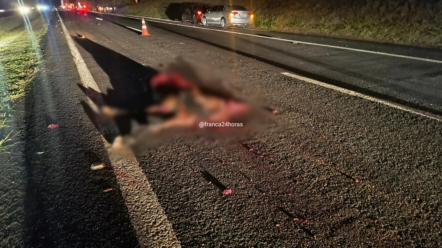 Cavalo solto causa acidente na rodovia Ronan Rocha