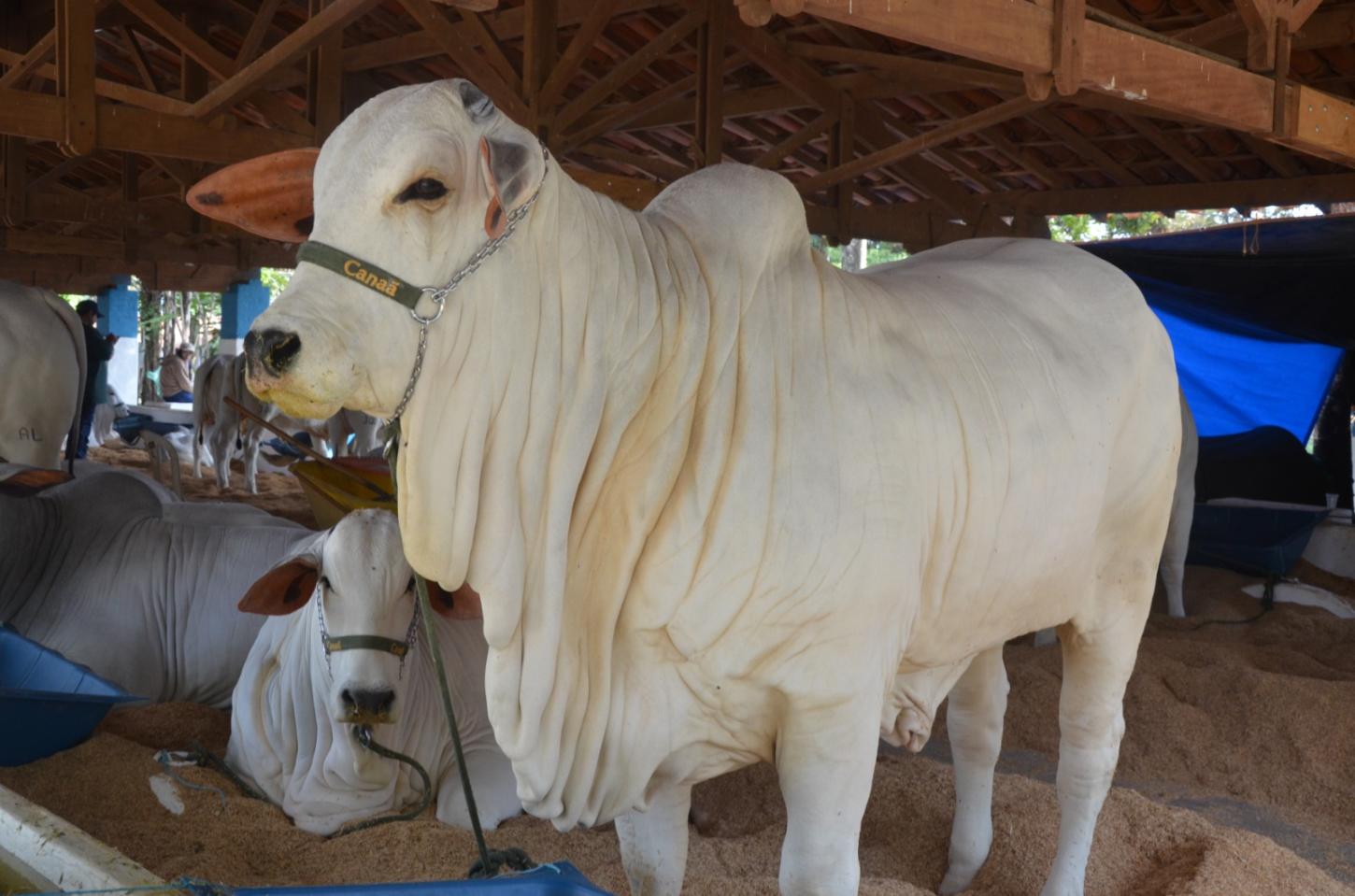 Sem shows, Expoagro começa nesta quinta-feira (15) em Franca
