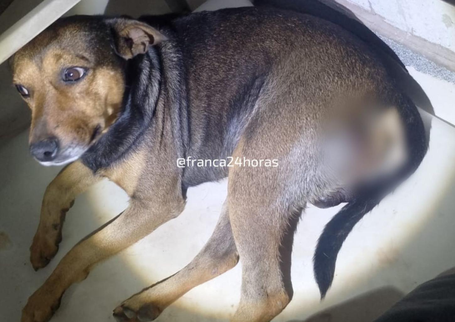 Em dia de fúria, homem atira em cachorro no Jardim Adelinha