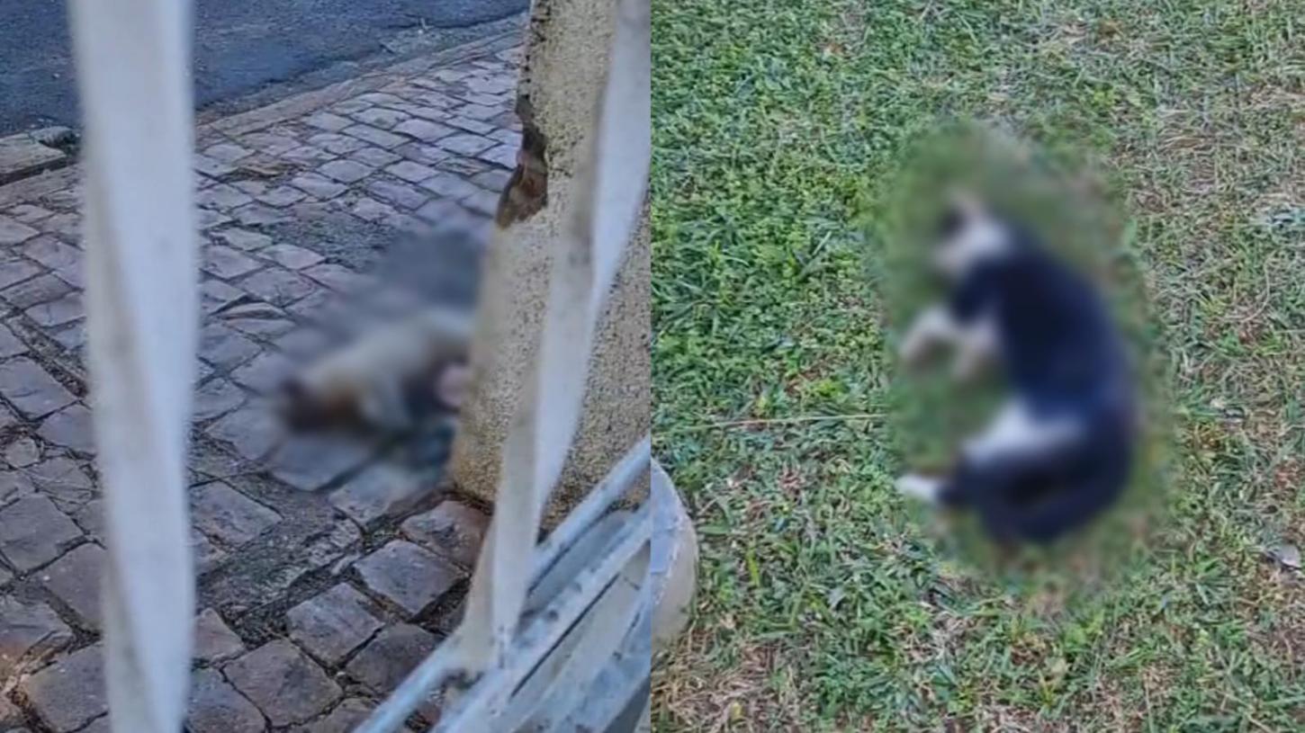 Gatos são encontrados mortos com suspeita de envenenamento no Centro