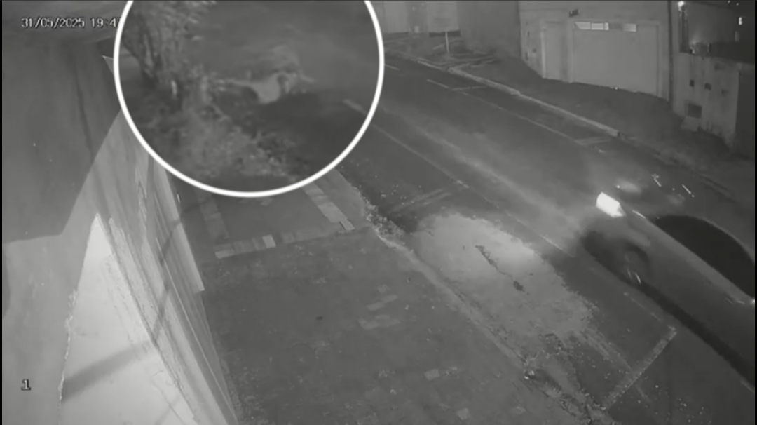 Motorista foge após atropelar mulher montada em mula no Jardim Brasilândia