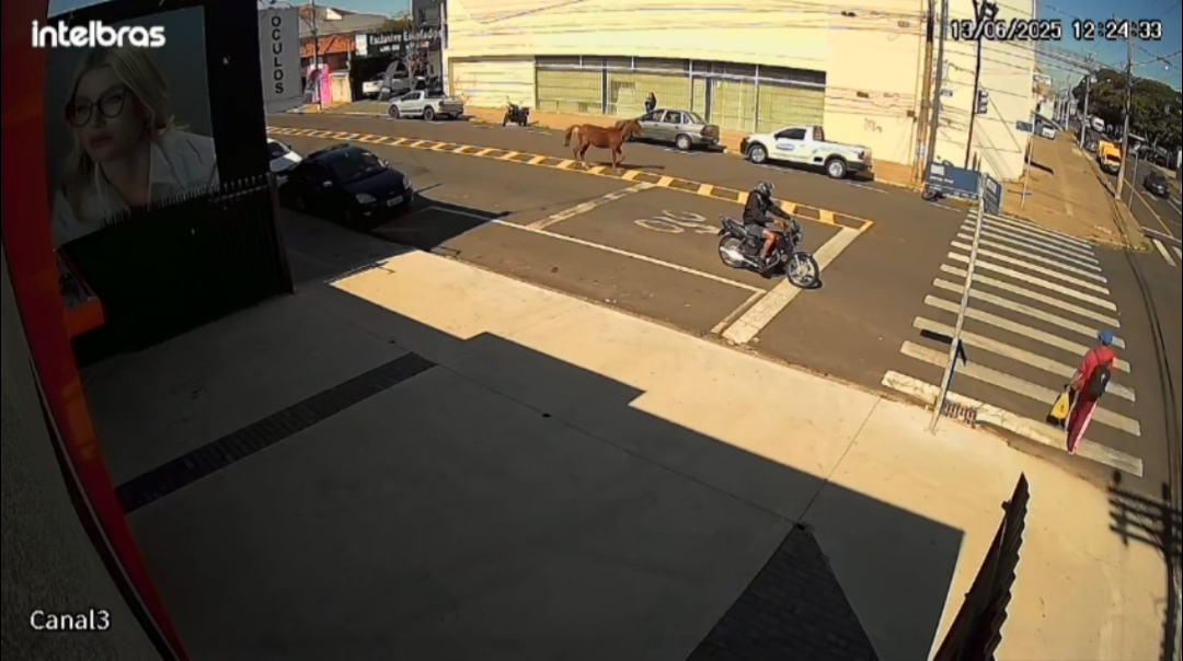 Câmeras de segurança flagram cavalo passeando na avenida Brasil