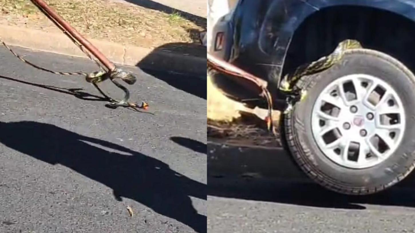 Cobra caninana é capturada em veículo pela Guarda Civil em Pedregulho